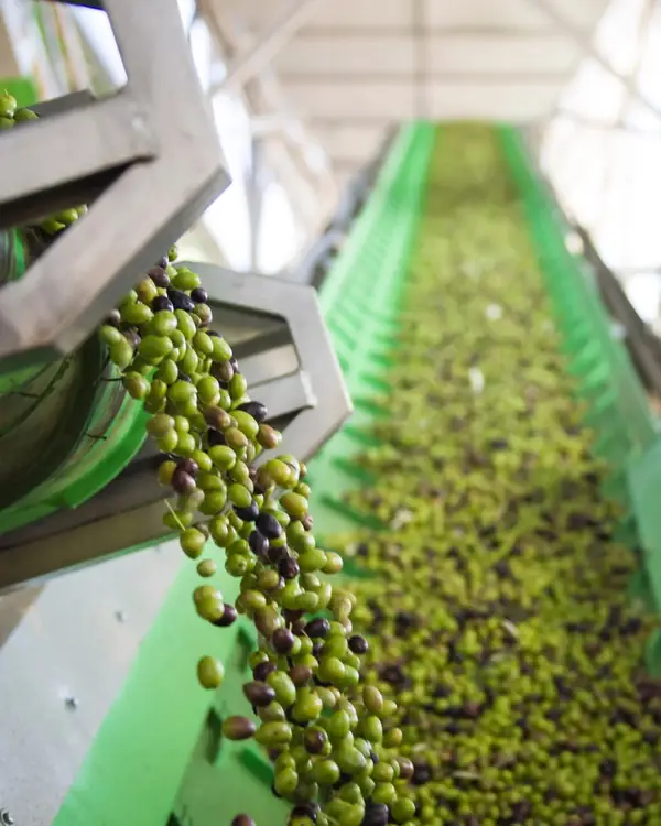 Freshly harvested olives tumbling onto the mill conveyor